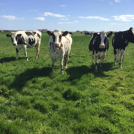 Op Bedrijf Met Melkkoeien